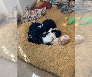 Cavapoo Puppy for sale in EVANSVILLE, IN, USA