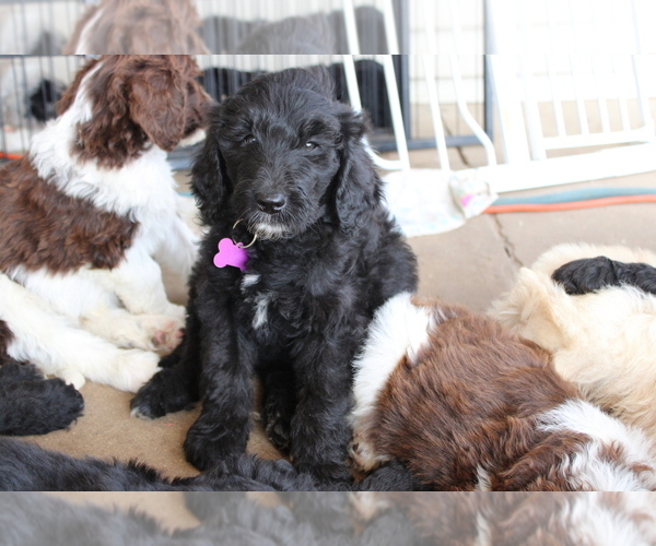 Medium Photo #1 Goldendoodle Puppy For Sale in HOWARD CITY, MI, USA