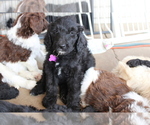 Puppy Betsy Goldendoodle
