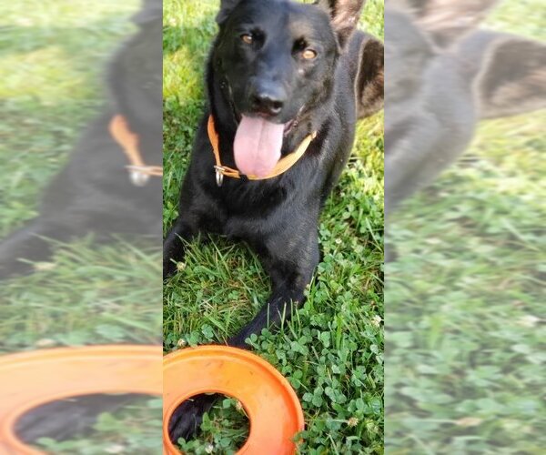 Medium Photo #7 German Shepherd Dog Puppy For Sale in Kansas City, MO, USA