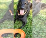 Small #6 German Shepherd Dog