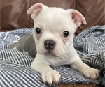 Small Photo #1 Boston Terrier Puppy For Sale in NEWBURY, MA, USA
