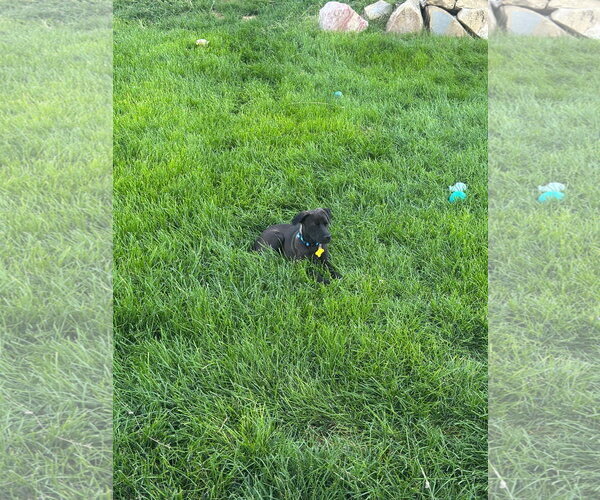 Medium Photo #10 Labrador Retriever-Unknown Mix Puppy For Sale in Sandy, UT, USA