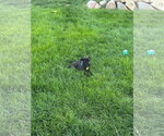 Small #9 Labrador Retriever Mix