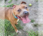 Small #5 American Pit Bull Terrier
