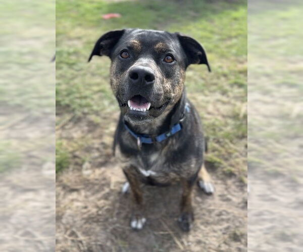 Medium Photo #8 Mutt Puppy For Sale in Bemidji, MN, USA