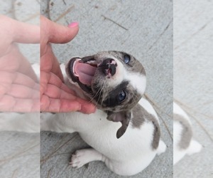 Jack Russell Terrier Puppy for sale in LEE, FL, USA