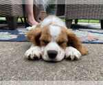 Small #2 Cavalier King Charles Spaniel