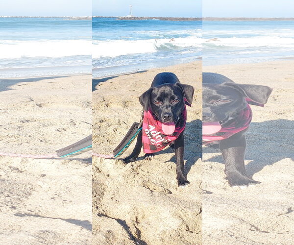Medium Photo #2 Labrador Retriever-Unknown Mix Puppy For Sale in San Diego, CA, USA