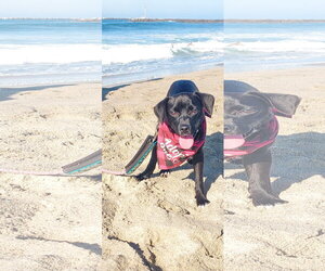Judy Hopps - Female Labrador Retriever-Unknown Mix Dog for Adoption - Photo #2
