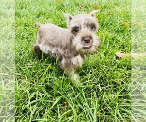 Schnauzer (Miniature) Puppy for sale in BEECH GROVE, IN, USA