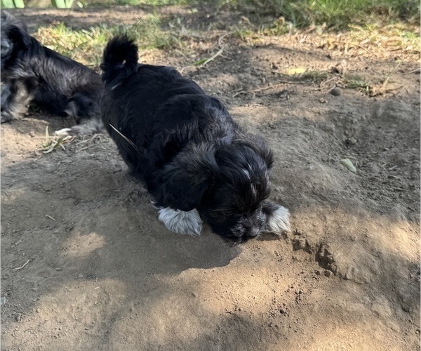 Medium Photo #4 Havanese Puppy For Sale in BRISBANE, CA, USA