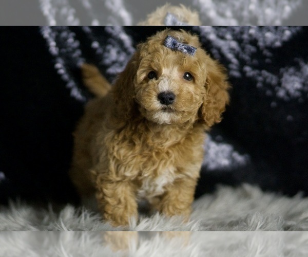 Medium Photo #10 Goldendoodle (Miniature) Puppy For Sale in WARSAW, IN, USA