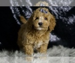 Small #1 Goldendoodle (Miniature)