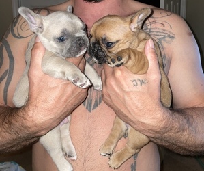 French Bulldog Puppy for sale in TALLAHASSEE, FL, USA