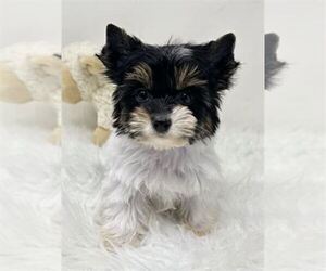 Biewer Terrier Puppy for sale in WEST PALM BEACH, FL, USA
