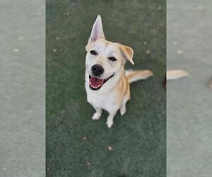 Siberian Husky-Unknown Mix Dogs for adoption in Rockwall, TX, USA