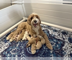 Australian Labradoodle Puppy for Sale in WASHINGTON, North Carolina USA