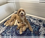 Image preview for Ad Listing. Nickname: Litter of 7