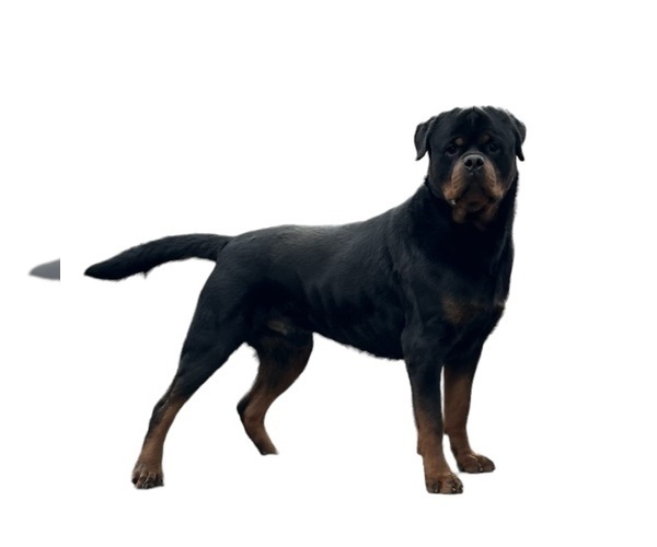 Medium Photo #1 Rottweiler Puppy For Sale in COLCHESTER, CT, USA