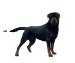 Small Photo #1 Rottweiler Puppy For Sale in COLCHESTER, CT, USA