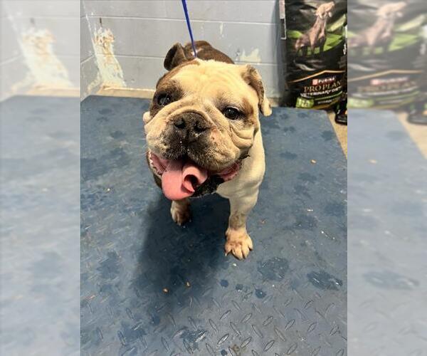 Medium Photo #1 Bulldog Puppy For Sale in Woodland, CA, USA