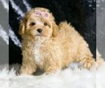 Small #2 Maltipoo
