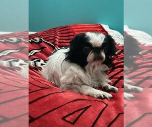 Japanese Chin Dogs for adoption in Tampa, FL, USA