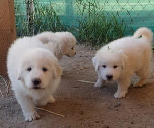 Great Pyrenees Puppy for sale in ENTIAT, WA, USA