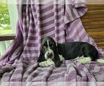 Small Photo #18 Basset Hound Puppy For Sale in HILLSBORO, TX, USA