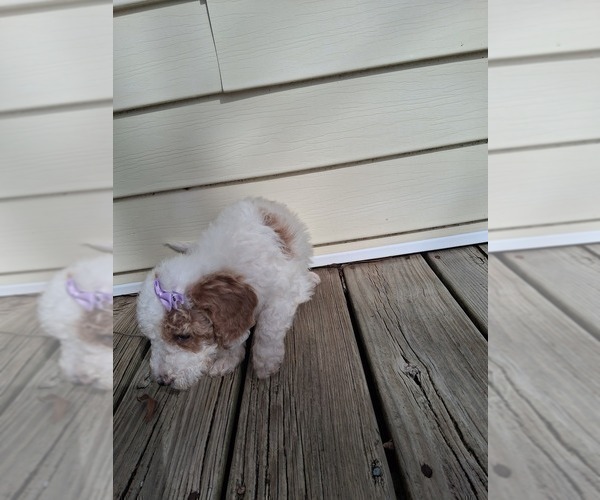 Medium Photo #23 Goldendoodle (Miniature) Puppy For Sale in GASTONIA, NC, USA