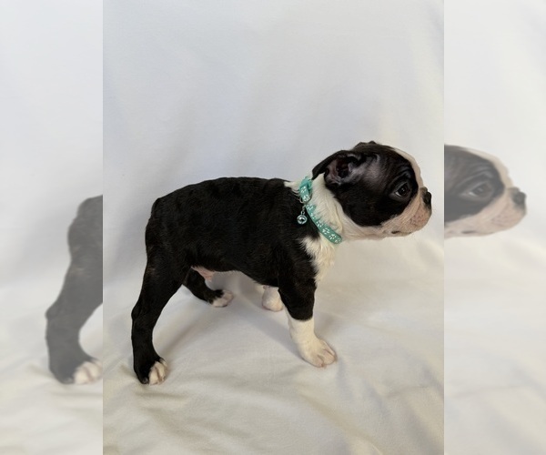 Medium Photo #14 Boston Terrier Puppy For Sale in MORENO VALLEY, CA, USA