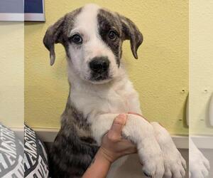 Labrador Retriever-Unknown Mix Dogs for adoption in Rockwall, TX, USA