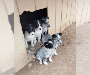 Australian Cattle Dog-Australian Kelpie Mix Puppy for sale in ROBERT LEE, TX, USA