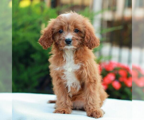 Medium Photo #1 Cavapoo (Miniature) Puppy For Sale in LITITZ, PA, USA