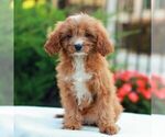 Small Cavapoo (Miniature)