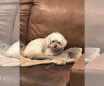 Small #2 Shih Tzu Mix
