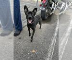 Small Schipperke Mix