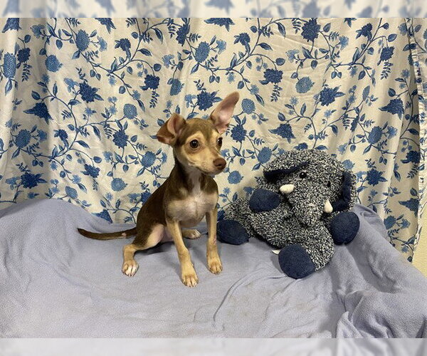Medium Photo #1 Chihuahua Puppy For Sale in Modesto, CA, USA
