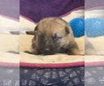 Small Photo #4 German Shepherd Dog Puppy For Sale in BLANCHESTER, OH, USA