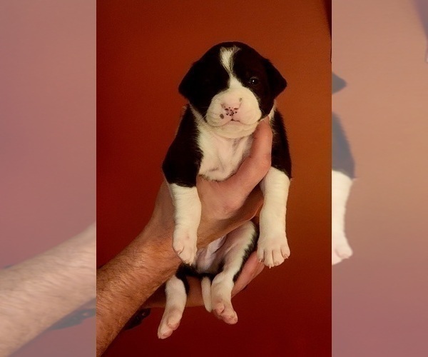 Medium Photo #47 American Bulldog Puppy For Sale in MARYVILLE, MO, USA