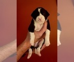 Small Photo #47 American Bulldog Puppy For Sale in MARYVILLE, MO, USA