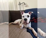 Small #7 American Pit Bull Terrier-Staffordshire Bull Terrier Mix