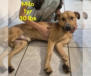 Labrador Retriever-Unknown Mix Dogs for adoption in Virginia Beach, VA, USA