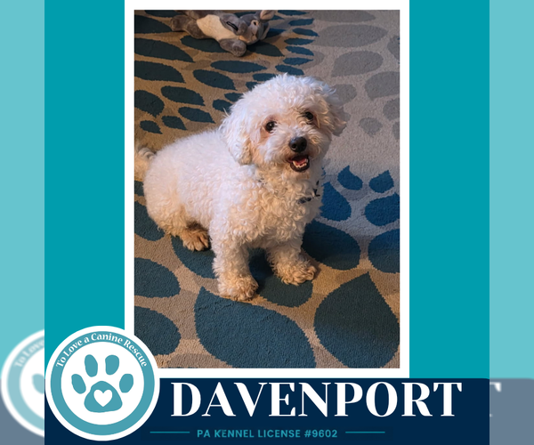 Medium Photo #4 Maltipoo (Miniature) Puppy For Sale in Kimberton, PA, USA