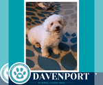 Small #3 Maltipoo (Miniature)