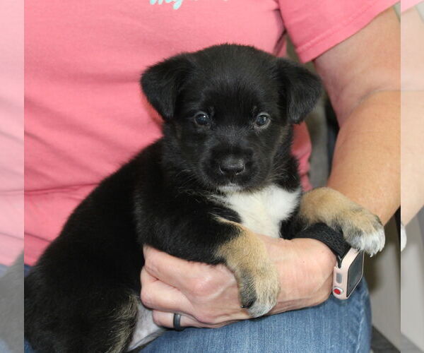 Medium Photo #2 Mutt Puppy For Sale in Prattville, AL, USA