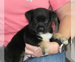 Small #1 Mutt