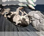 Small #1 Great Dane