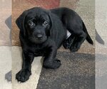 Small Photo #1 Labrador Retriever-Unknown Mix Puppy For Sale in Cary, NC, USA